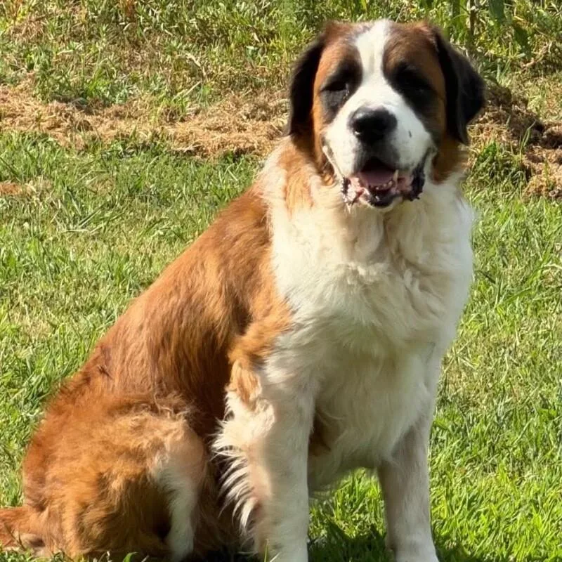 An adult large-sized female Saint Bernard dog named Bailey for adoption in Windsor, CO