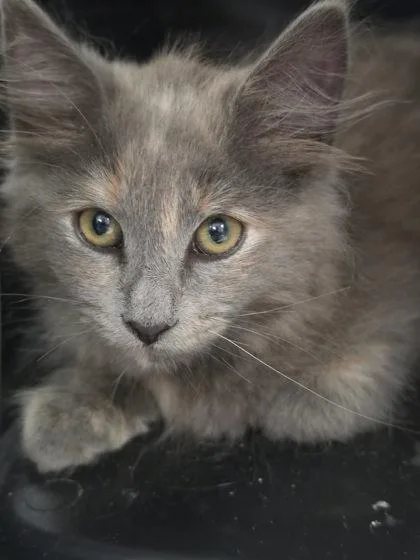 A young small-sized female Domestic Medium Hair cat named Ballerina for adoption in Roseville, CA