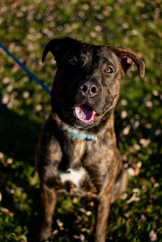 A baby extra large-sized male Mastiff dog named Comet for adoption in Frankfort, NY
