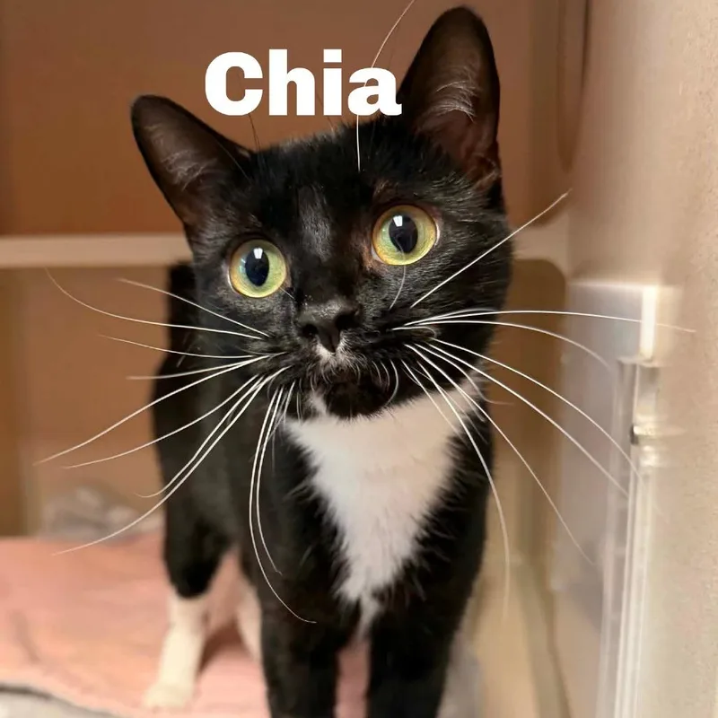 Chia