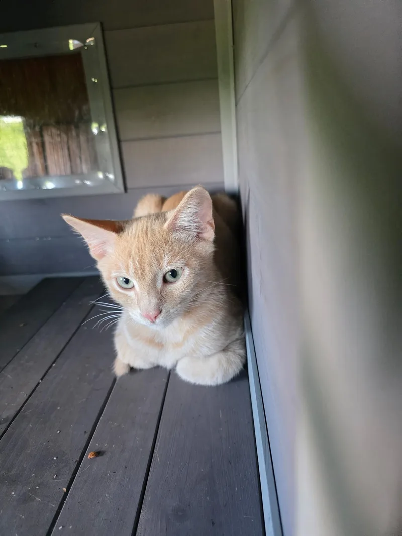 A young medium-sized male Orange / Red Domestic Short Hair cat named Red for adoption in Blairsville, GA