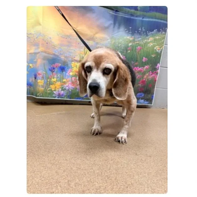 A senior small-sized male Brown / Chocolate Beagle dog named Alfred for adoption in Rockville, MD