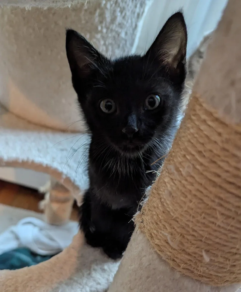 A baby medium-sized female Black Domestic Short Hair cat named Jacqui for adoption in Trenton, NJ