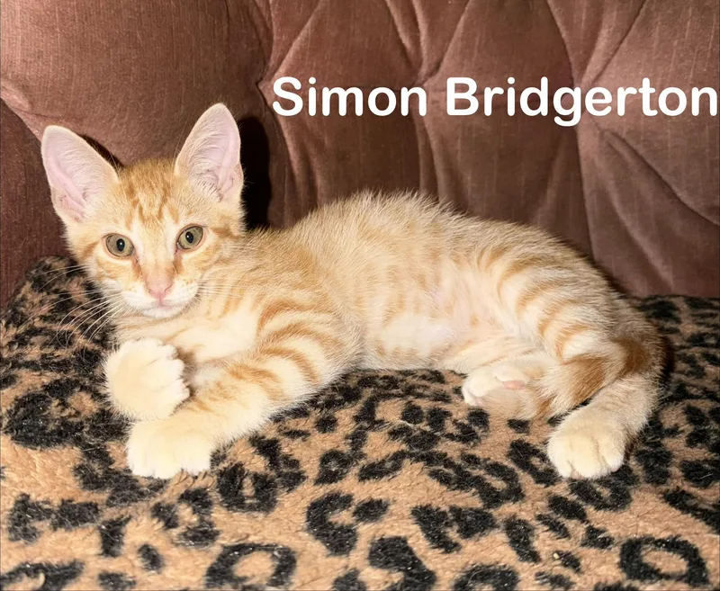 A baby small-sized male Domestic Short Hair cat named Simon Bridgerton for adoption in Dixon, CA