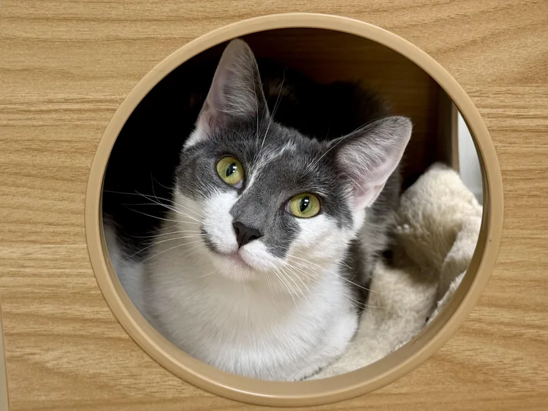 An adult medium-sized female Domestic Short Hair cat named Freckles for adoption in Branford, CT