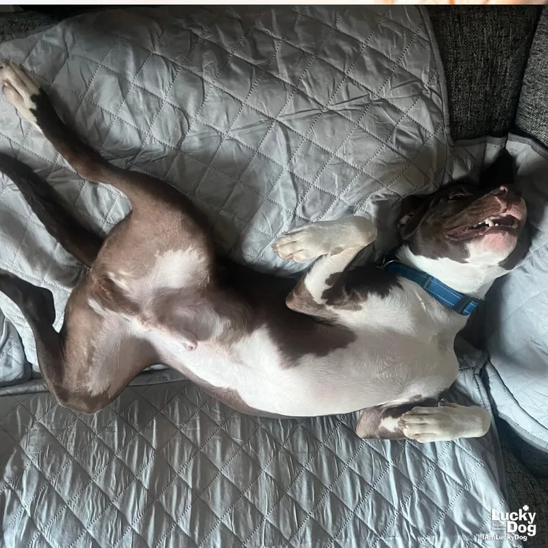 Gilligan thumbnail 2