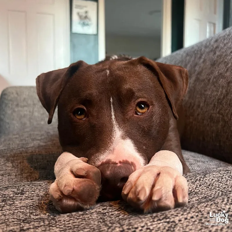 Gilligan thumbnail 3