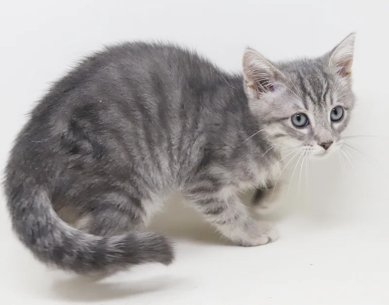A baby small-sized female Tabby (Gray / Blue / Silver) Silver cat named Jessica is such a for adoption in Bedford Hills, NY