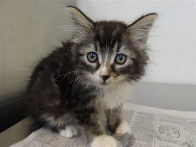 A baby small-sized female Domestic Medium Hair cat named Brea for adoption in Santa Rosa, CA