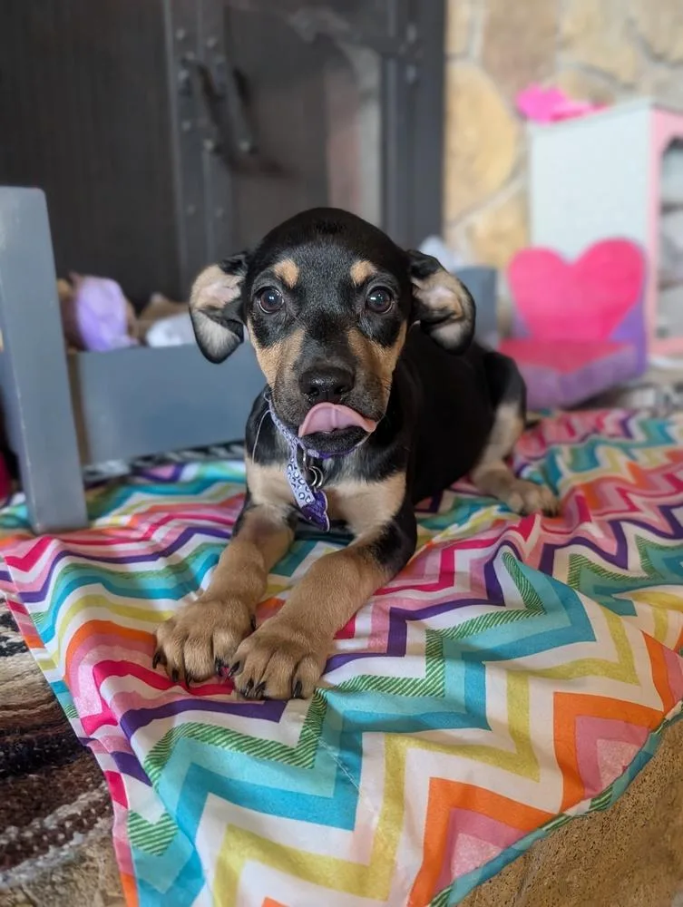 Lola Lilac thumbnail 3