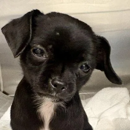 A baby small-sized male Chihuahua dog named Shortbread for adoption in Sacramento, CA
