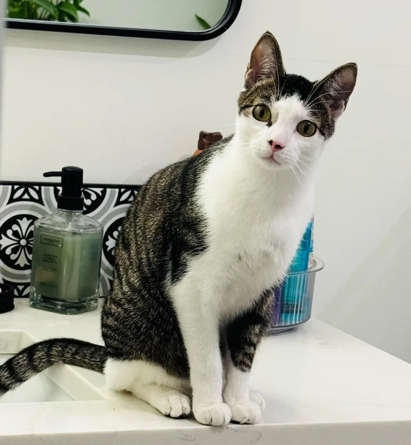 A young medium-sized male Domestic Short Hair cat named Floki for adoption in Claremore, OK