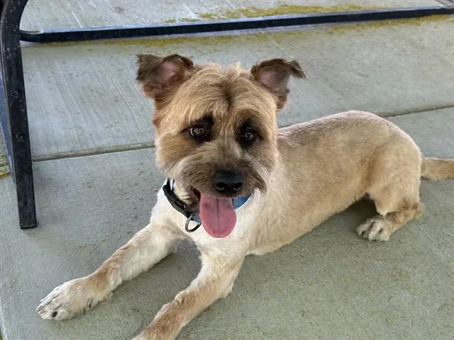 A young medium-sized male Terrier dog named Jasper for adoption in Lancaster, CA