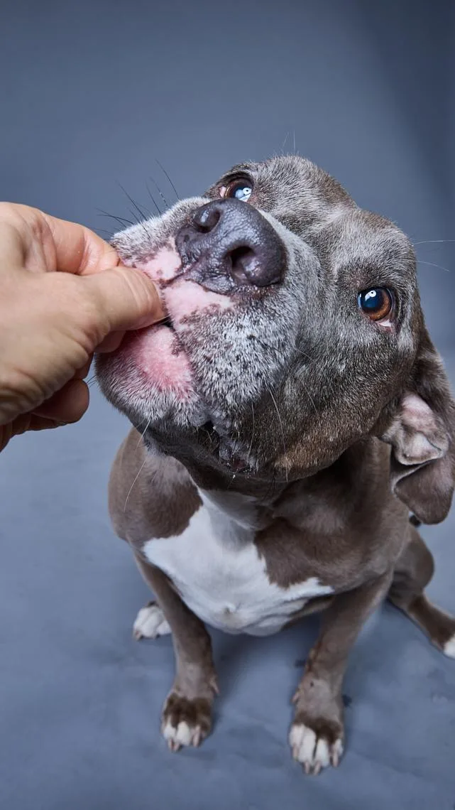 An adult medium-sized female Gray / Blue / Silver Pit Bull Terrier dog named Sara for adoption in Burbank, CA