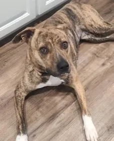 An adult medium-sized female Brindle Boxer dog named Savvy for adoption in fort worth, TX