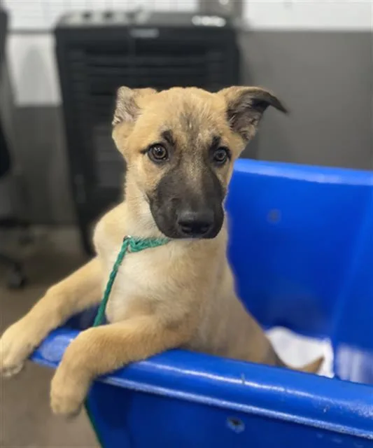 A baby large-sized female Mixed Breed dog named Cinnamon for adoption in Dallas, TX
