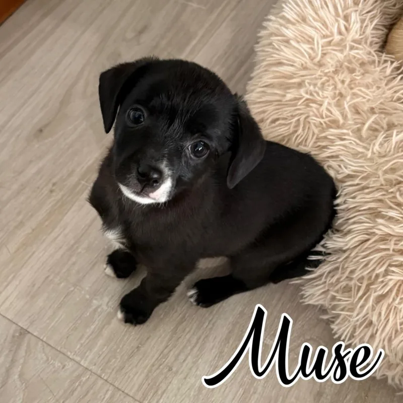 A baby small-sized female Mixed Breed dog named Muse for adoption in Hillsboro, OH