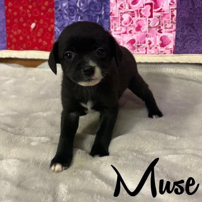 Muse thumbnail 3