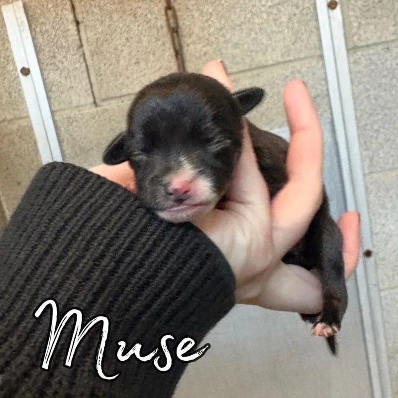 Muse thumbnail 5