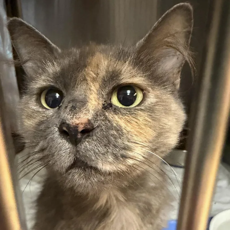 An adult small-sized female Domestic Long Hair cat named Vesper for adoption in Hopewell, VA