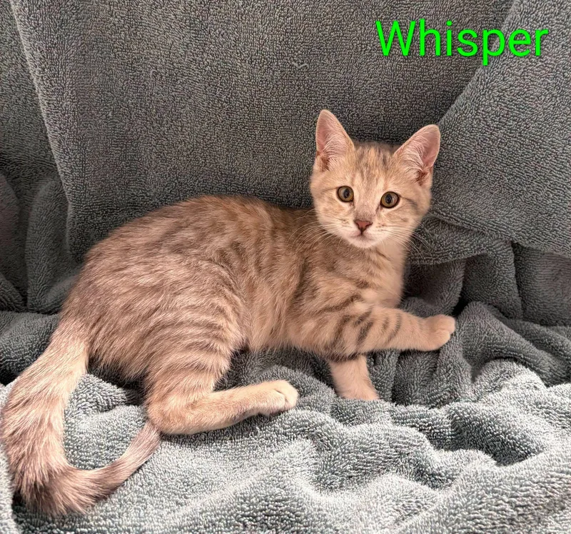 A baby medium-sized female Tabby (Buff / Tan / Fawn) Domestic Short Hair cat named Whisper for adoption in Logan, UT