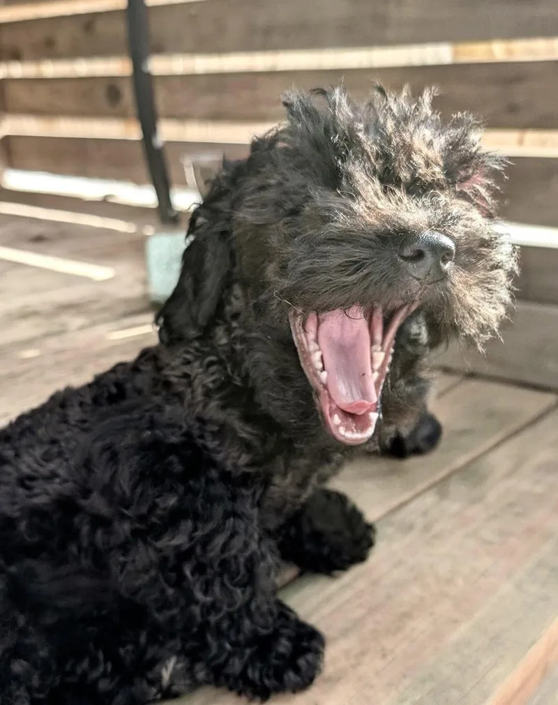 A baby small-sized male Poodle dog named Bo for adoption in Omaha, NE