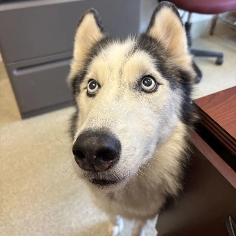 A senior medium-sized male Husky dog named Aries for adoption in Gloucester, VA