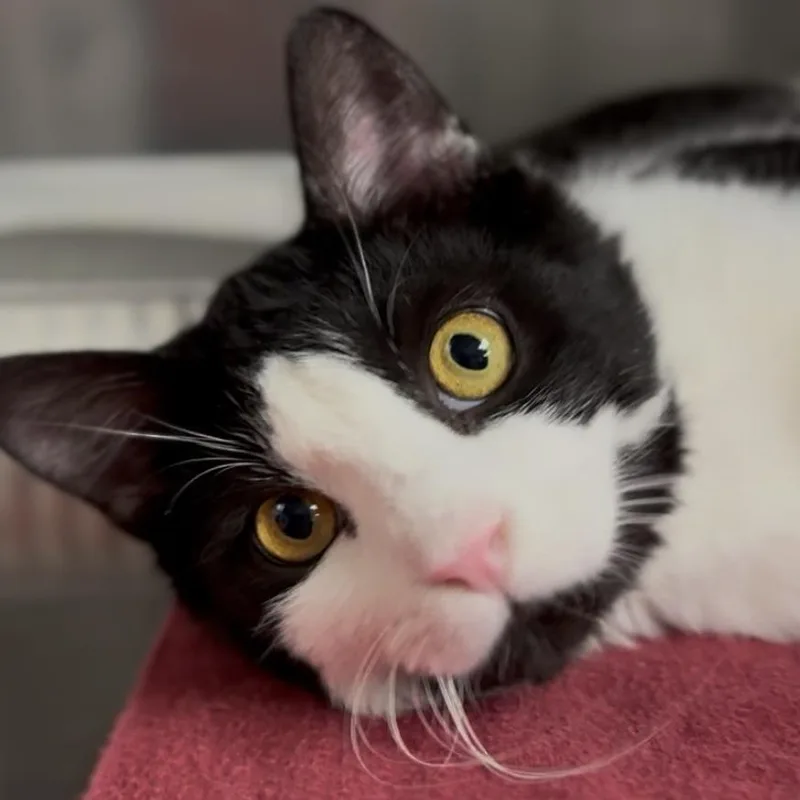 An adult medium-sized female Domestic Short Hair cat named Stella for adoption in Midland, TX