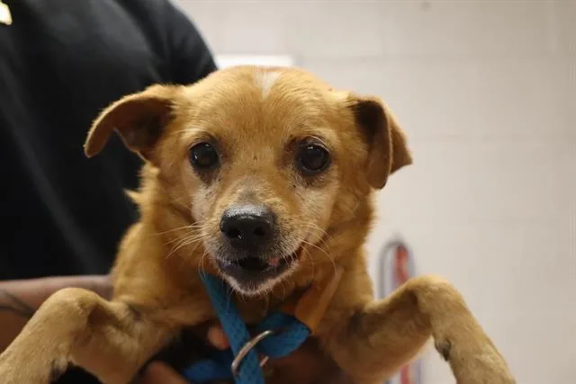 An adult small-sized male Mixed Breed dog named Dublin for adoption in Columbia, SC