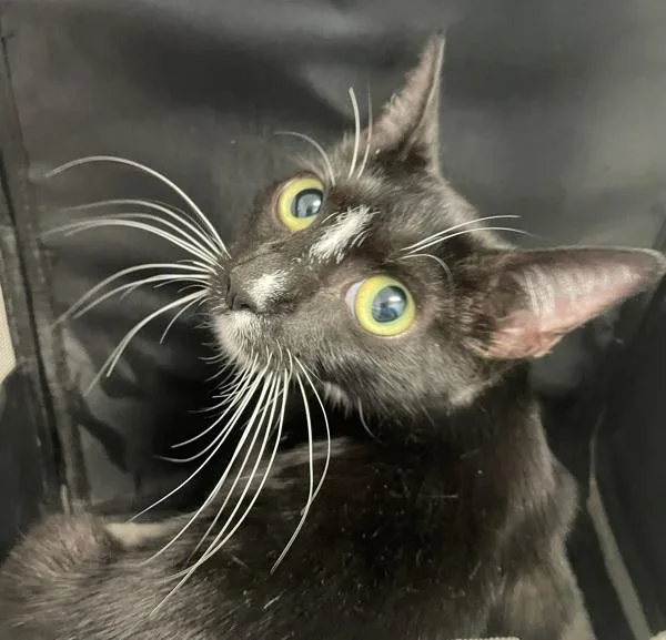 A young medium-sized female Domestic Short Hair cat named Luna Bug for adoption in Ridgewood, NY