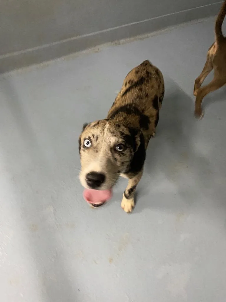 A baby medium-sized male Mixed Breed dog named Caesar for adoption in Cartersville , GA