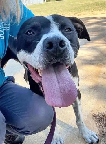 A young large-sized male Black Mixed Breed dog named Otto for adoption in Fernandina Beach, FL