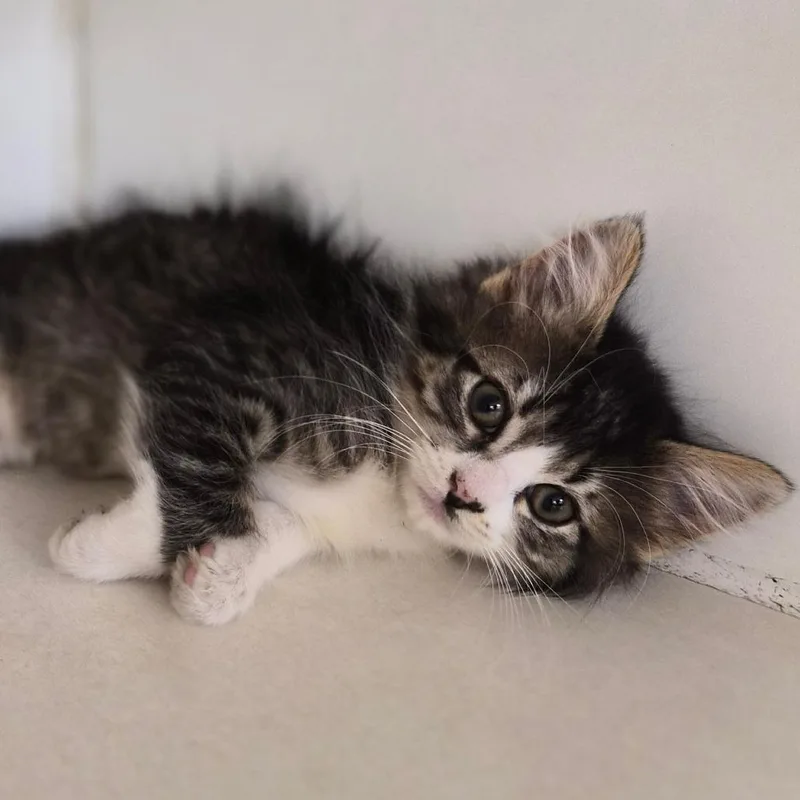 A baby small-sized female Domestic Short Hair cat named Butterfly for adoption in Woodstock, IL