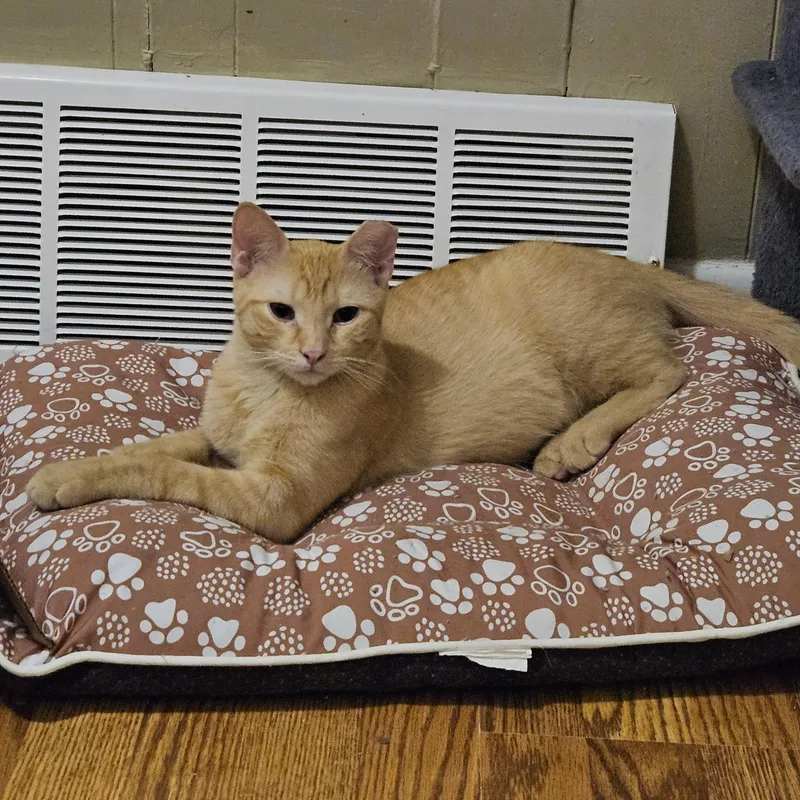 A young large-sized male Orange / Red Domestic Short Hair cat named Dancer for adoption in Milwaukee, WI