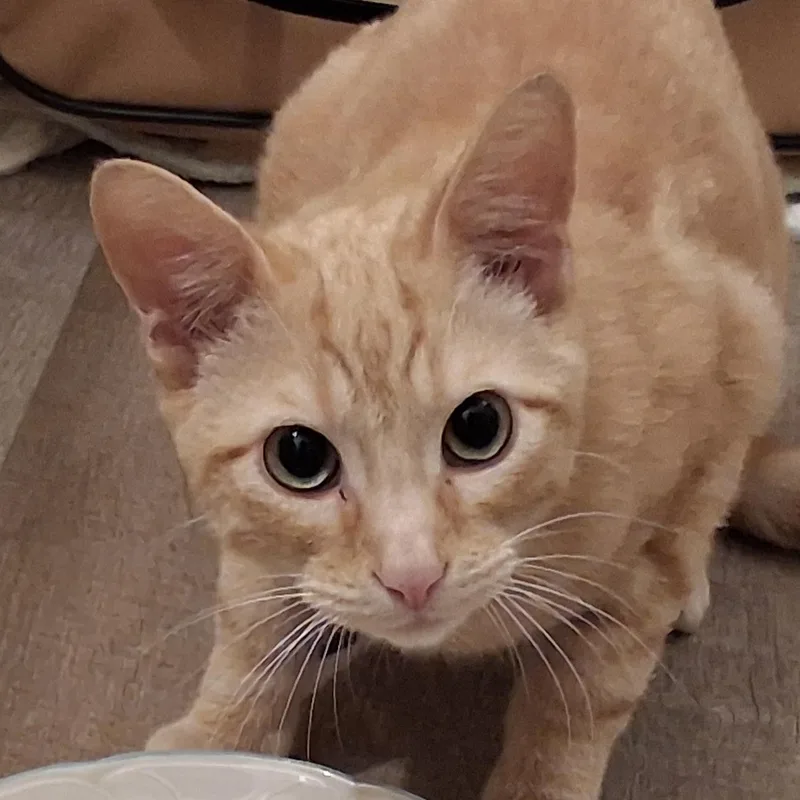 A baby small-sized male Tabby (Orange / Red) Domestic Short Hair cat named Oliver for adoption in Liverpool, TX