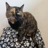 A senior medium-sized female Tortoiseshell Domestic Short Hair cat named Mocha for adoption in Rochester, MN