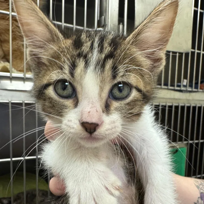 A baby small-sized female Brown / Chocolate Domestic Short Hair cat named Construction Paper for adoption in Pekin, IL