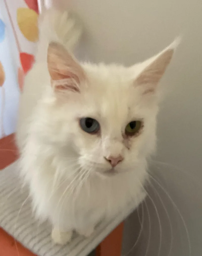 An adult large-sized male White Maine Coon cat named Lucky for adoption in Stoughton, WI