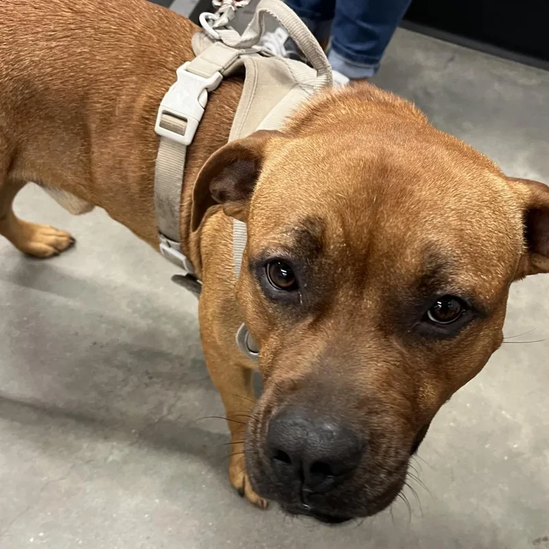 An adult medium-sized male Brown / Chocolate Terrier dog named Champ for adoption in Tampa, FL