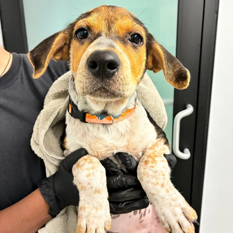 A baby medium-sized female Black Bluetick Coonhound dog named Tangina for adoption in Abilene, TX