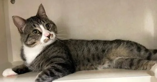An adult large-sized male Domestic Short Hair cat named Salem for adoption in Elmsford, NY