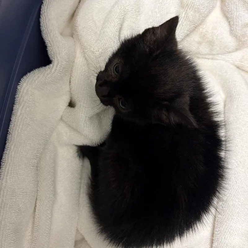A baby small-sized female Black Domestic Short Hair cat named 71439 for adoption in Harrisonburg, VA