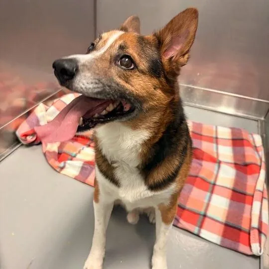 An adult medium-sized male Brown / Chocolate Mixed Breed dog named Puddles for adoption in Davenport, IA
