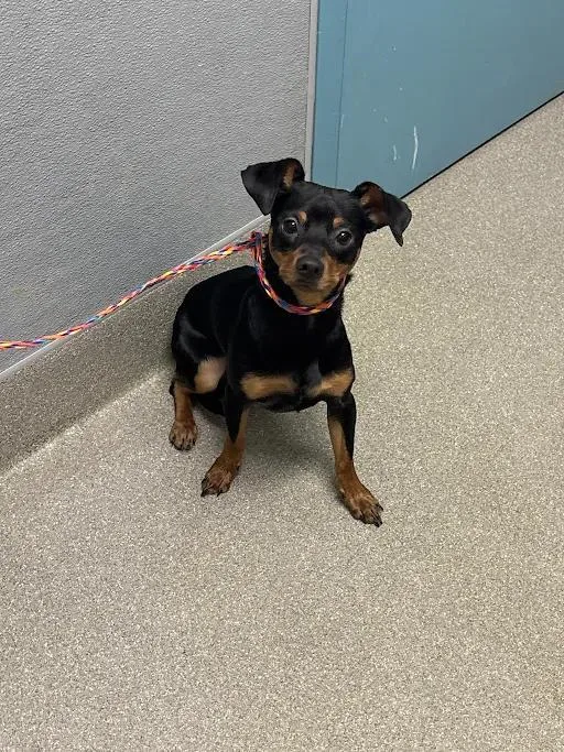 A young small-sized male Chihuahua dog named Bowie for adoption in Las Vegas, NV