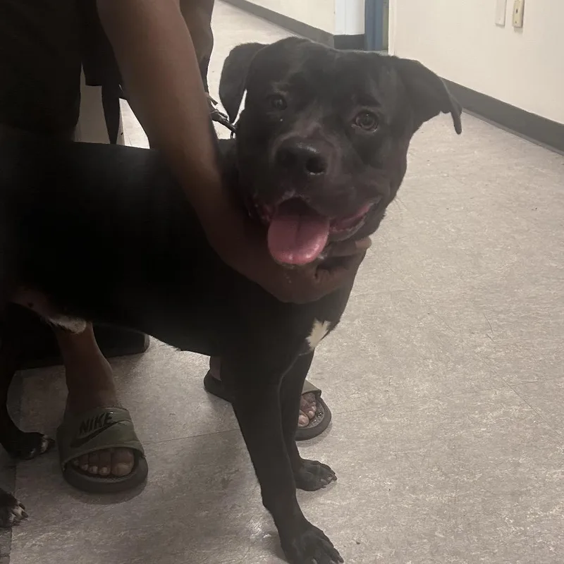 An adult large-sized male Black Mixed Breed dog named Benji for adoption in Philadelphia, PA