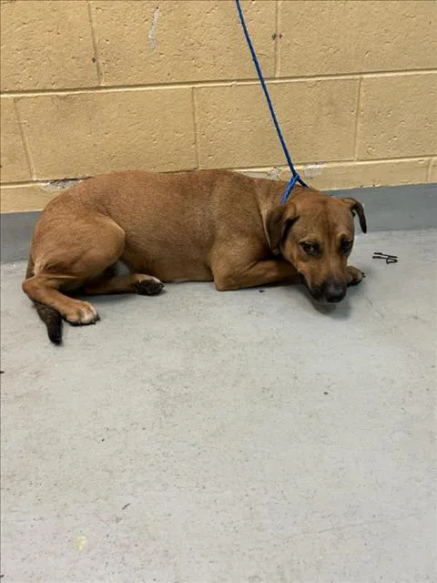 A young large-sized female Pit Bull Terrier dog named Tonka for adoption in Tulsa, OK