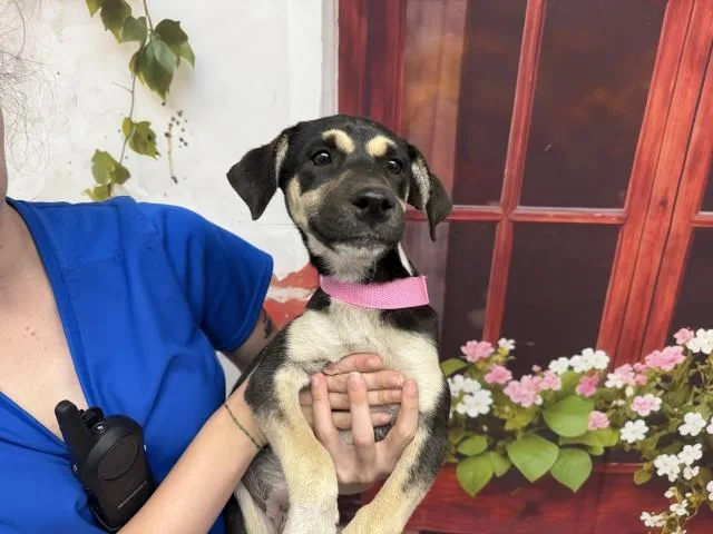 A baby small-sized female German Shepherd Dog dog named April for adoption in San Bernardino, CA