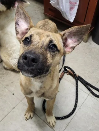 A young small-sized male Mixed Breed dog named Courage for adoption in Hobart, IN