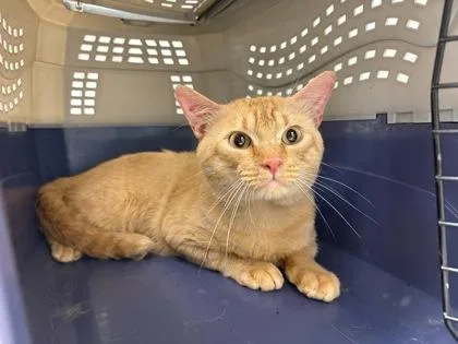 An adult medium-sized male Orange / Red Domestic Short Hair cat named Happy Purrride! for adoption in Kansas City, MO