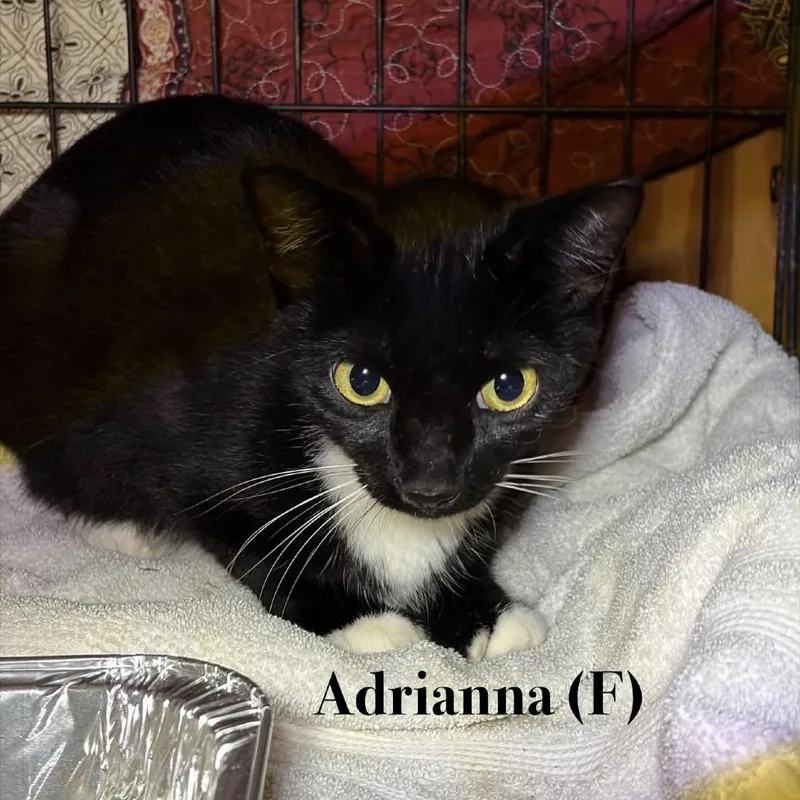 A baby small-sized female Black Domestic Short Hair cat named Adrianna for adoption in Oxford, ME